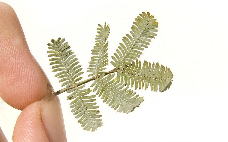 File:Cootamundra wattle leaves.jpg