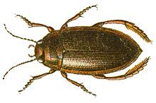 Photo from above of Copelatus haemorrhoidalis, brown in colour with six legs