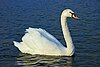 White mute swan on water