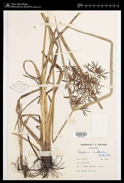 File:Cyperus endlichii.jpg