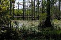 Cypress Gardens