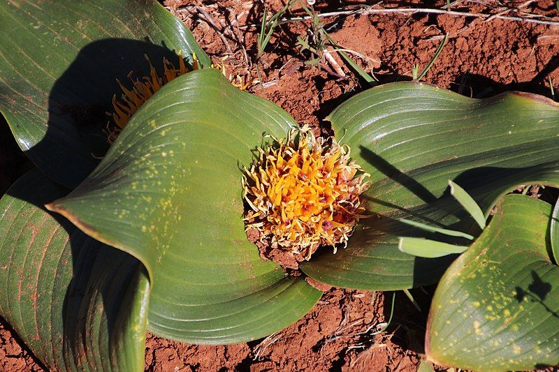 File:Daubenya capensis 94292202.jpg