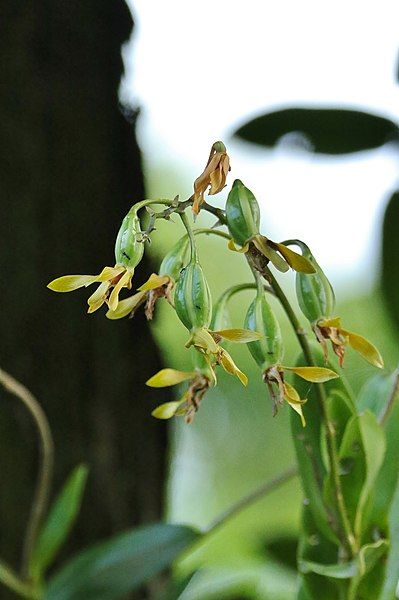 File:Dendrobium mirbelianum.jpg