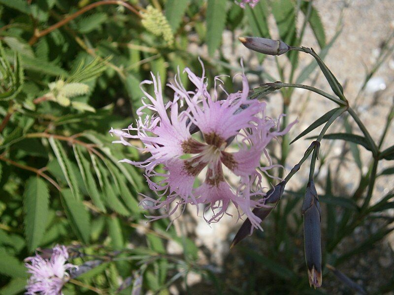 File:Dianthus hyssopifolius 002.jpg