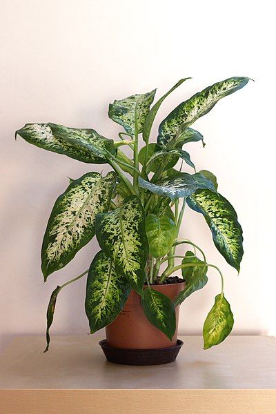 File:Dieffenbachia cultivar.jpg