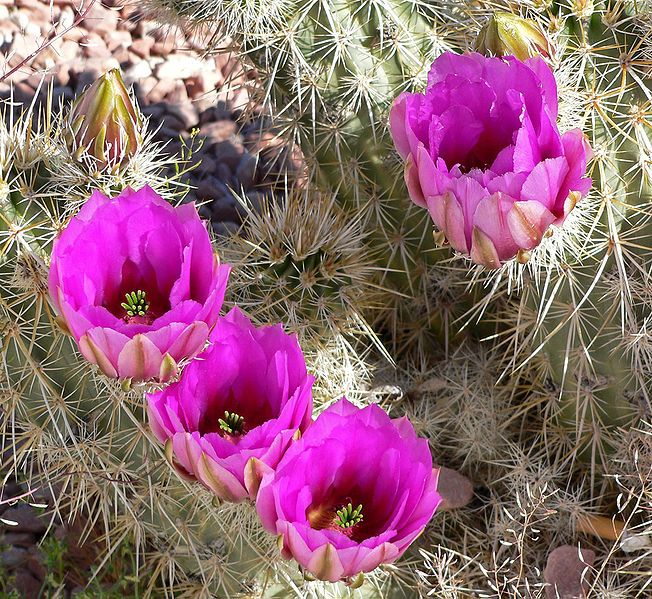 File:Echinocereus engelmannii 6.jpg