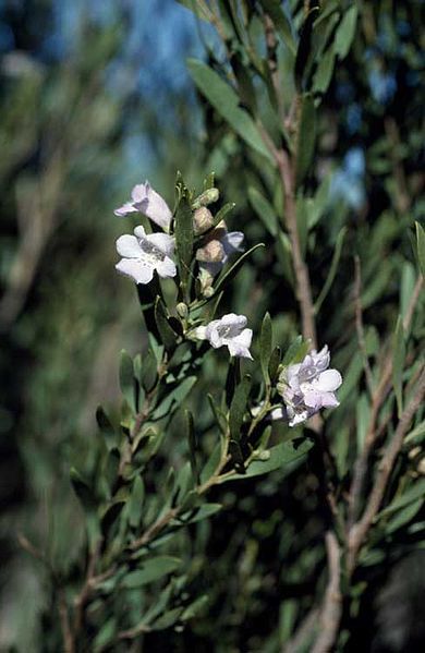 File:Eremophila paisleyi.jpg