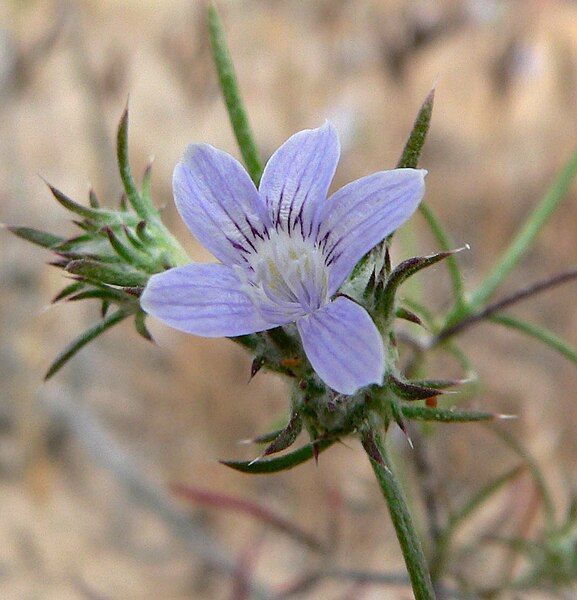 File:Eriastrum eremicum 3.jpg