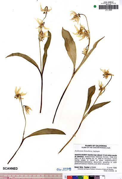 File:Erythronium klamathense JEPS109905.jpg