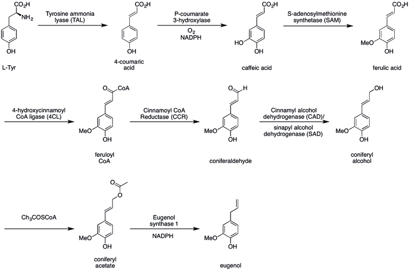 File:Eugenol biosynthesis .tif