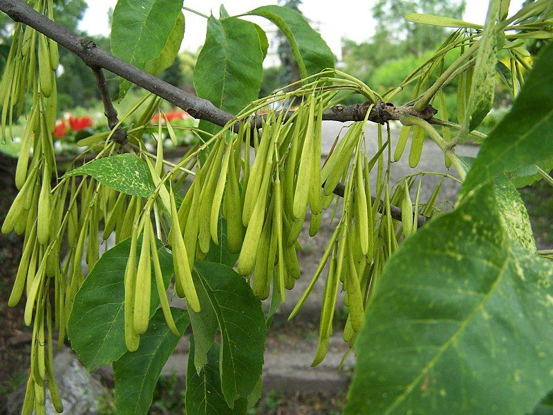 File:Fraxinus pensylvanica a1.jpg