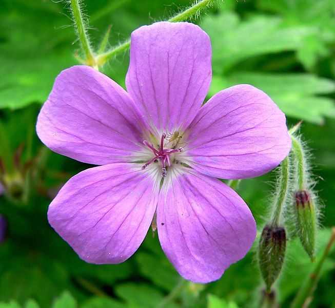 File:Geranium swatense 2.jpg