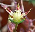 Graptopetalum macdougallii