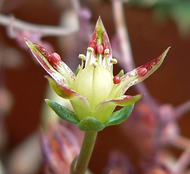 File:Graptopetalum macdougallii 4.jpg