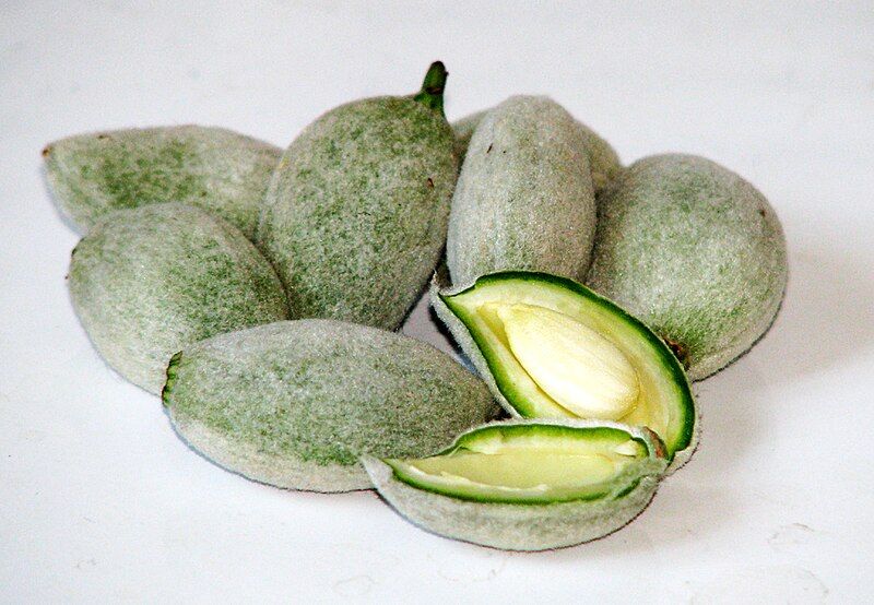 File:Green almonds.jpg