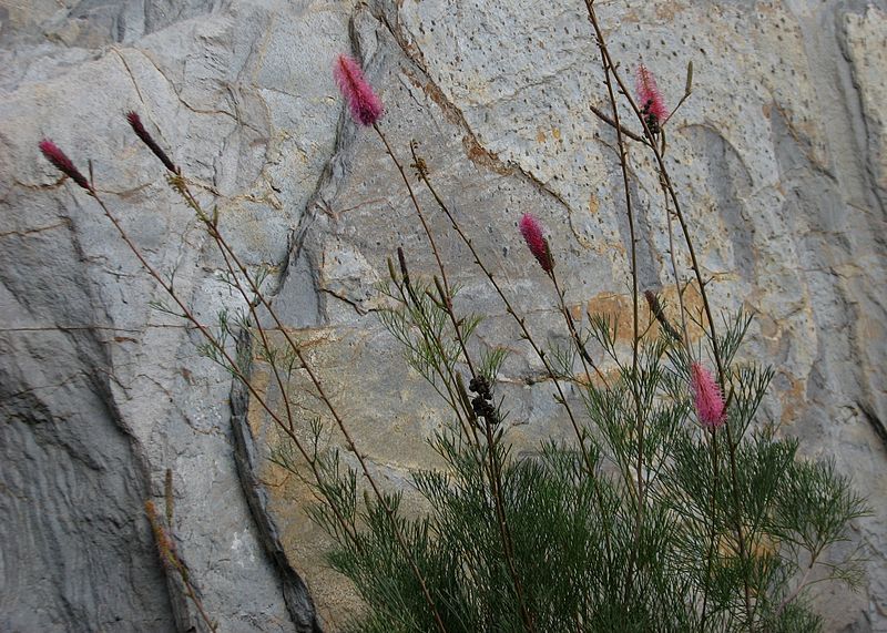 File:Grevillea petrophiloides Cranbourne.jpg