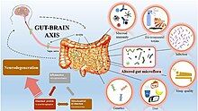 Gut-brain_axis_overview