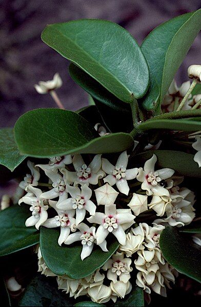 File:Hoya australis Fagg.jpg