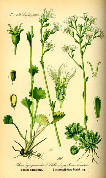 File:Illustration Saxifraga granulata0.jpg