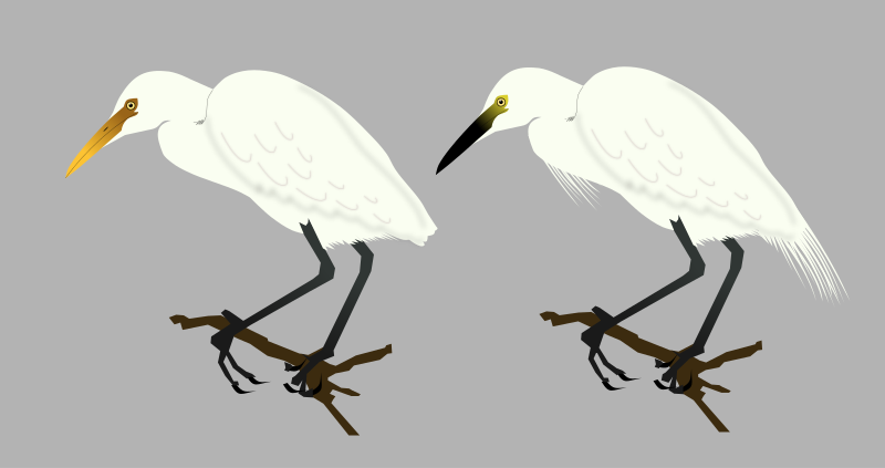 File:Intermediate Egret.svg