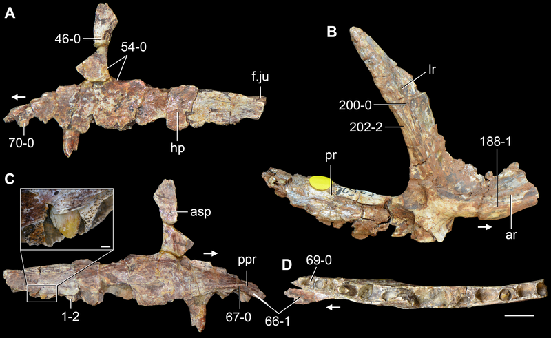 File:Kalisuchus maxilla.png