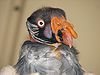 King vulture