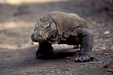 Komodo dragon (Varanus komodoensis)