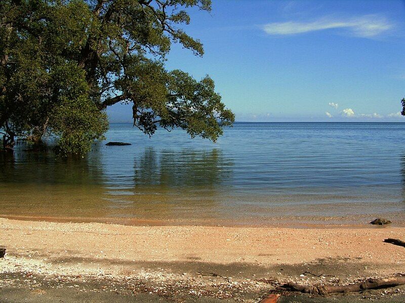 File:Large beach mangrove.jpg