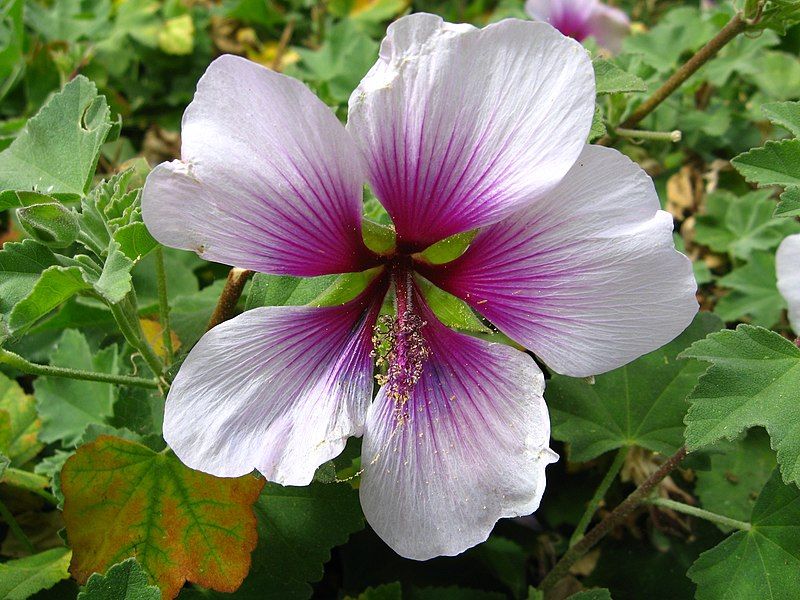 File:Lavatera maritima.JPG