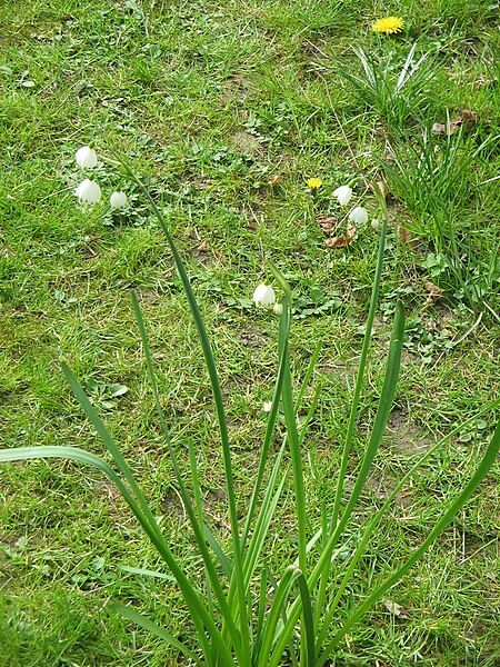 File:Leucojum aestivum001.jpg