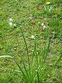 Leucojum aestivum