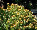 Leucospermum erubescens