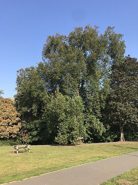 File:Lewisham Dutch Elm.jpg