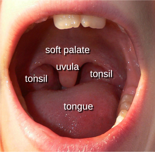 File:LuettePalatineUvula.svg