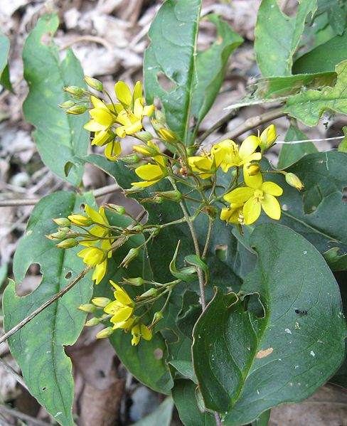 File:Lysimachia fraseri.jpg