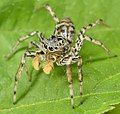 Male, gray morph