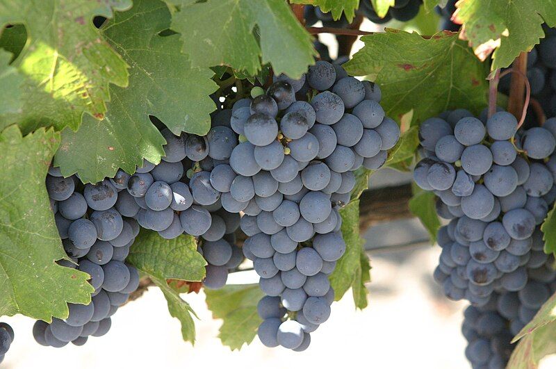 File:Malbec grapes.jpg