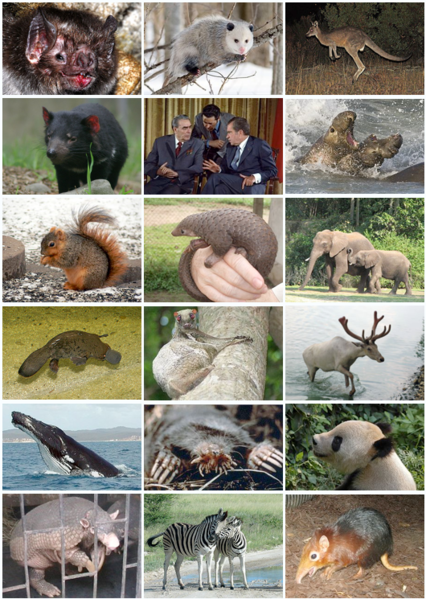 File:Mammal Diversity 2011.png