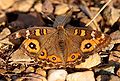 (pity about the wing) seems to be a common feature of photographed Meadow Argus' :) --~~~~