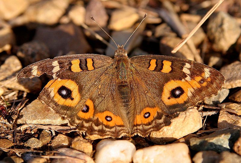 File:Meadow argus03.jpg