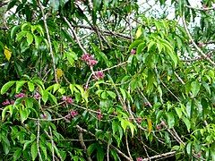 Foliage and flowers