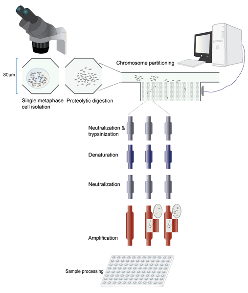 File:MicrofluidicsII.png