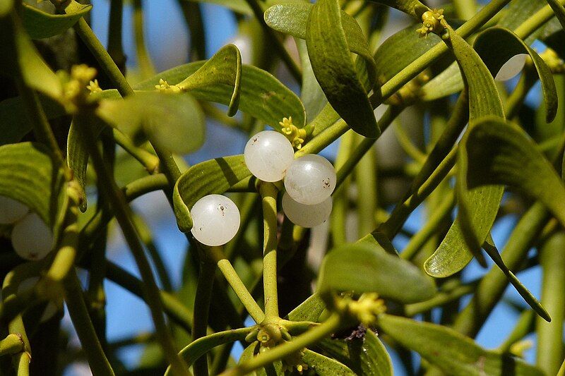 File:Mistletoe with berries.jpg