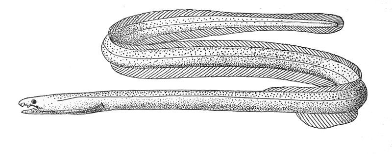 File:Muraenichthys gymnopterus.jpg