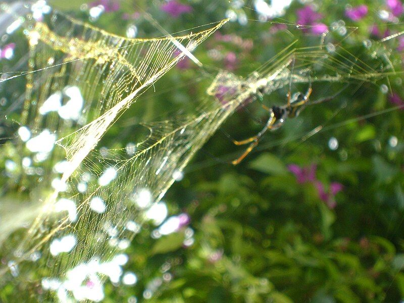 File:Nephila Clavipes web.jpg