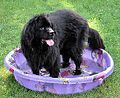 Newfoundland (dog)