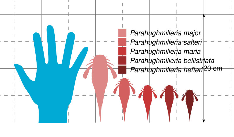 File:Parahughmilleria Size.svg