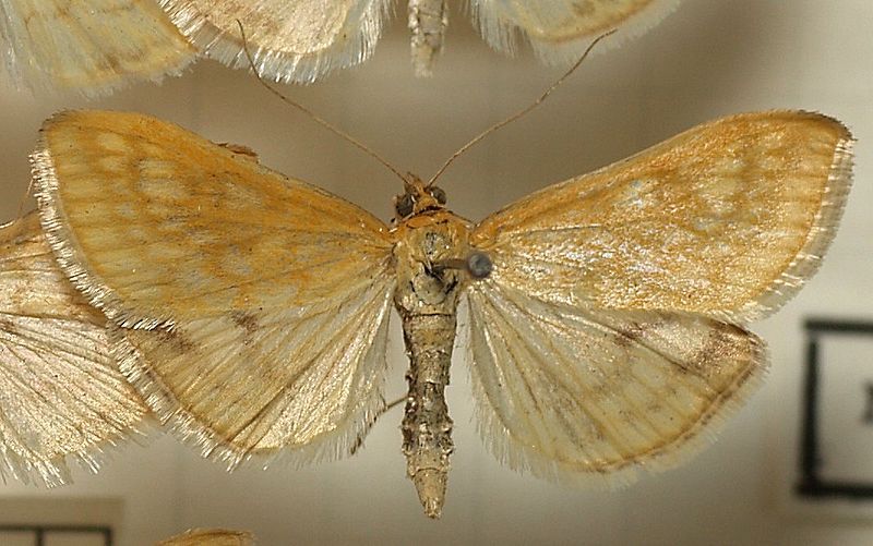 File:Paratalanta.pandalis.mounted.jpg