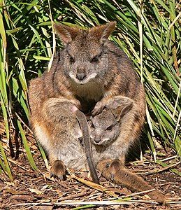 Parma wallaby, by Benjamint444