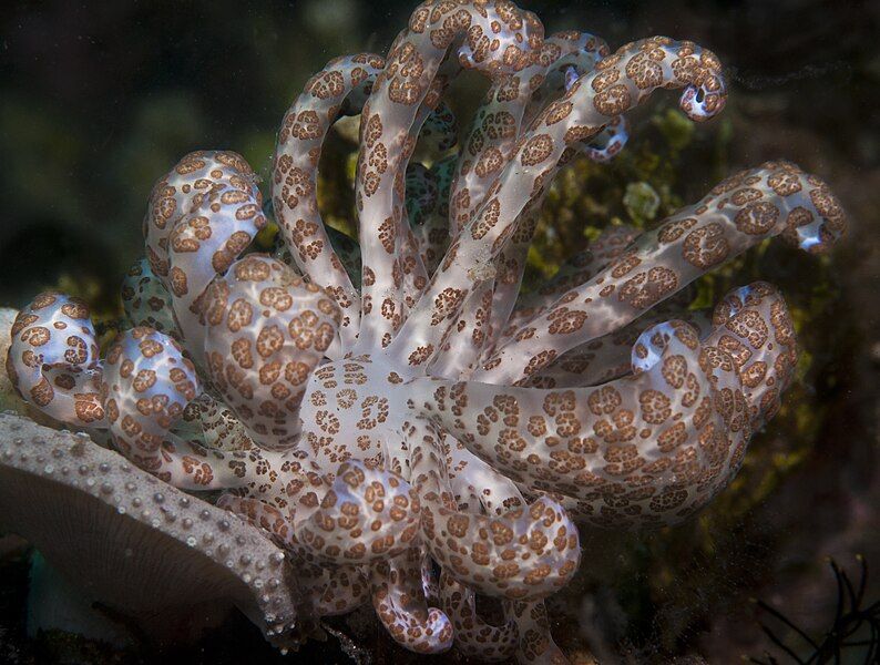 File:Phyllodesmium longicirrum (closeup).jpg